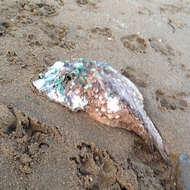 Image of Estuarine stonefish