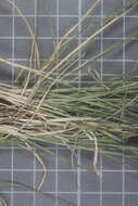 Image of pinyon ricegrass