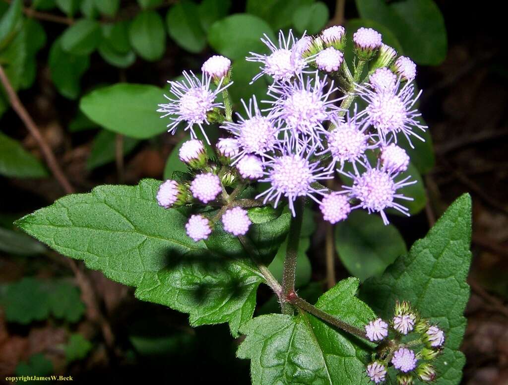 Image of blue mistflower