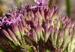 Image of Corymbium glabrum L.