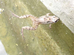 Image of American White Lipped Frog