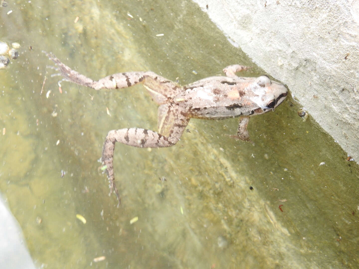 Leptodactylus fragilis (Brocchi 1877) resmi