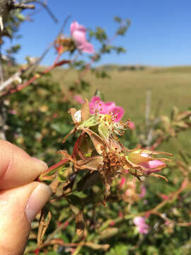 Image of Sweet-briar