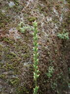 Image de Plantago asiatica L.