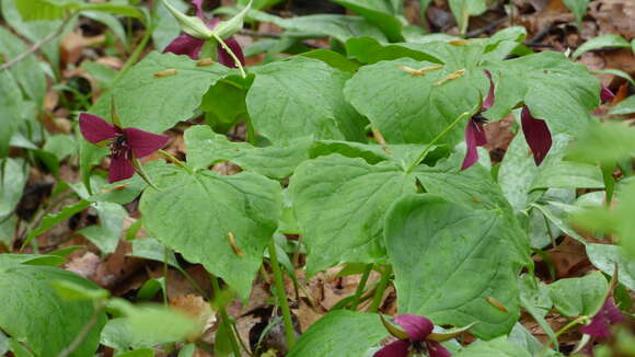 Image of Trillium erectum var. erectum