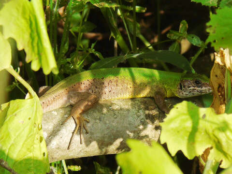 Image de Lacerta viridis meridionalis Cyrén 1933