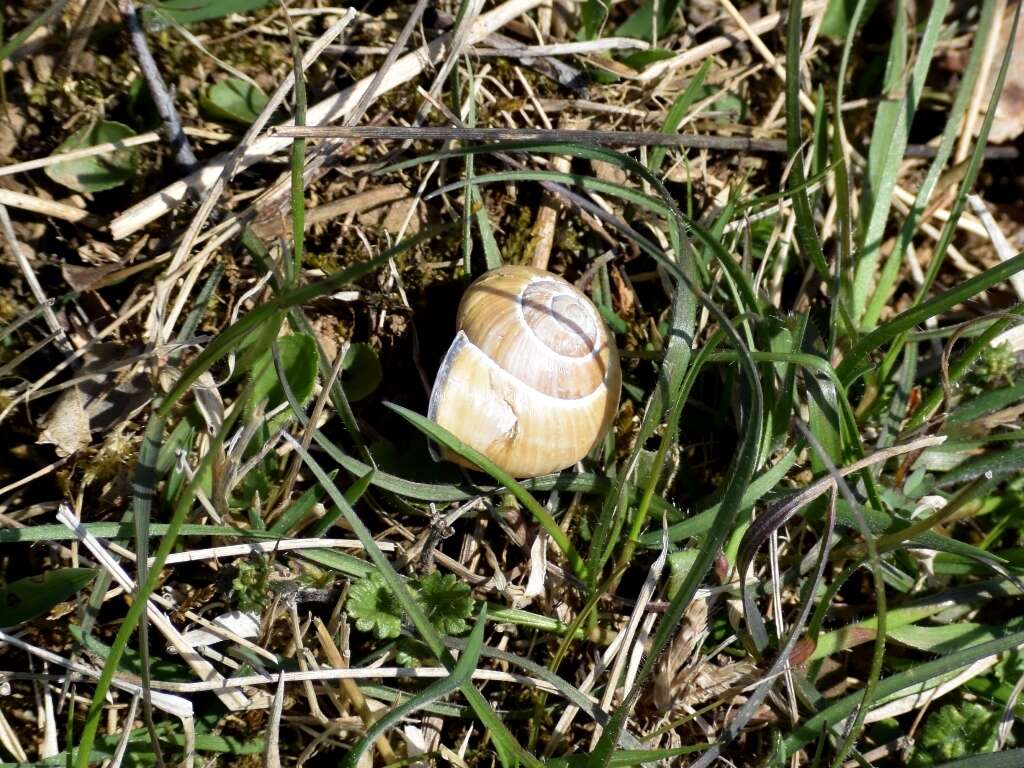 Image of Brown Lipped Snail