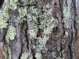 Image of parmotrema lichen