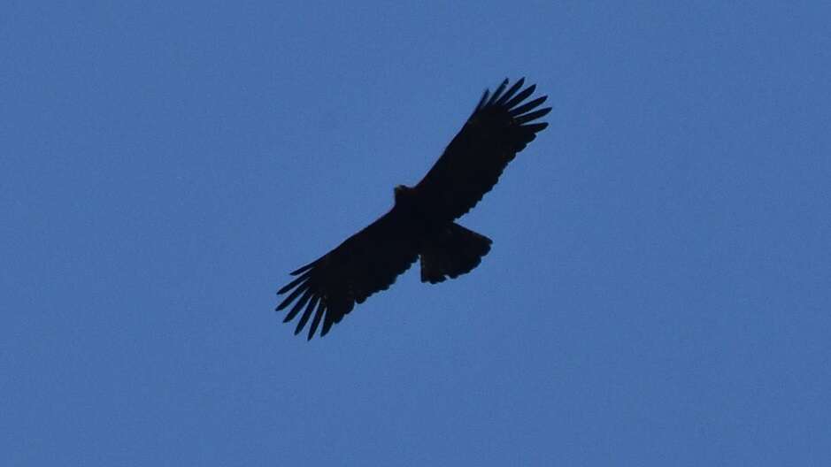 Image of Asian Black Eagle