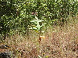 Imagem de Asclepias cordifolia (Benth.) Jepson