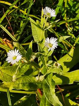 Image of Stellaria radians L.