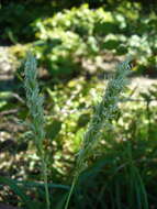 Plancia ëd Sesleria alba Sm.