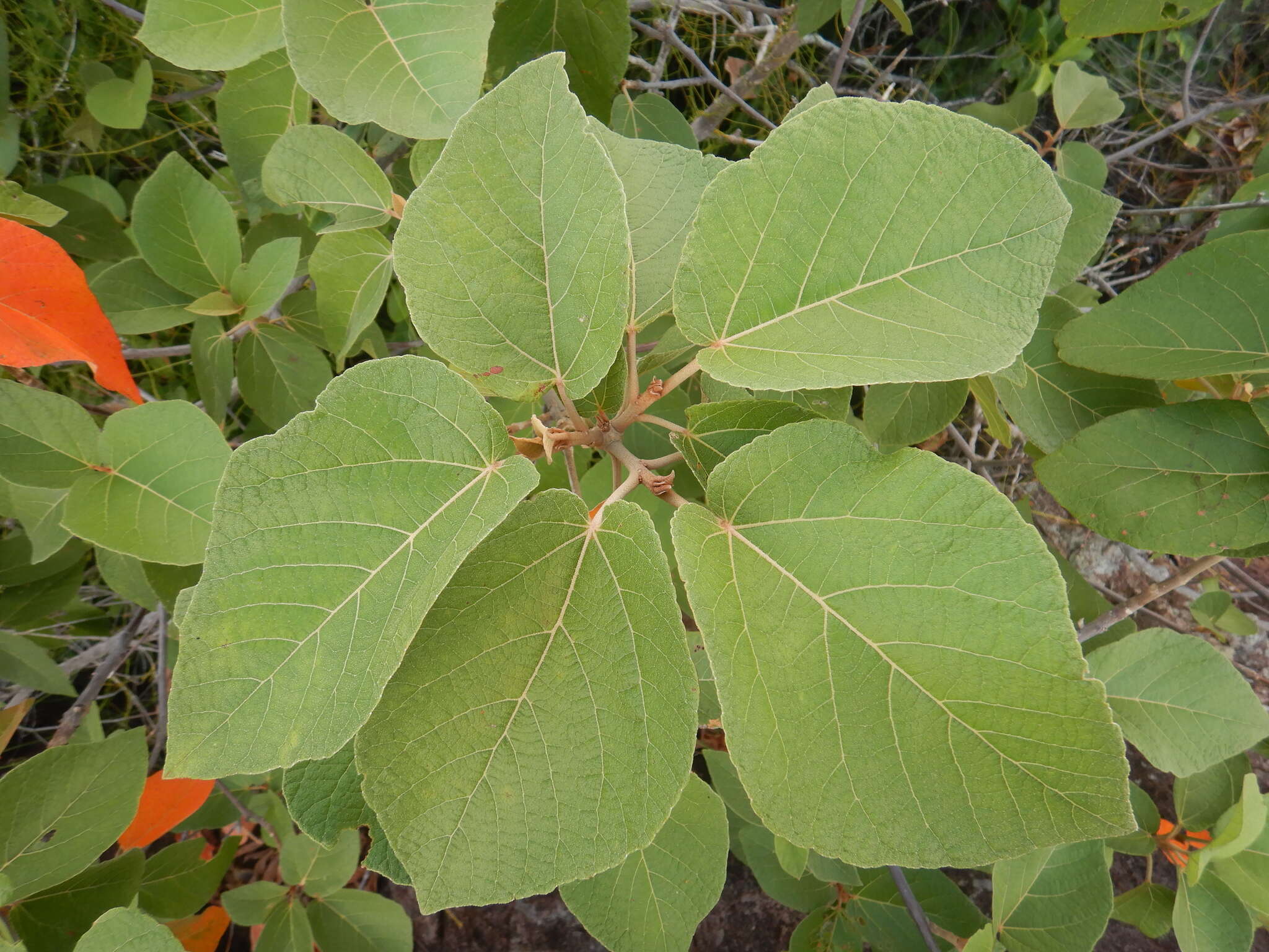 Image of Croton arnhemicus Müll. Arg.