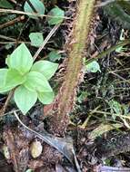 Image of Ainahou Valley Wood Fern