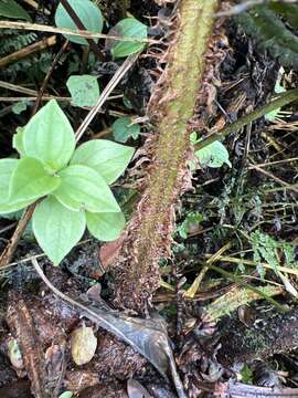 Imagem de Dryopteris subbipinnata W. H. Wagner & Hobdy