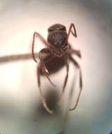 Image of Camponotus kiesenwetteri cyprius Emery 1920