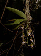 Image of Butterfly orchid