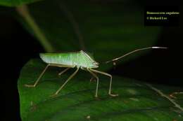 Image of Homoeocerus (Anacanthocoris) angulatus Westwood 1842