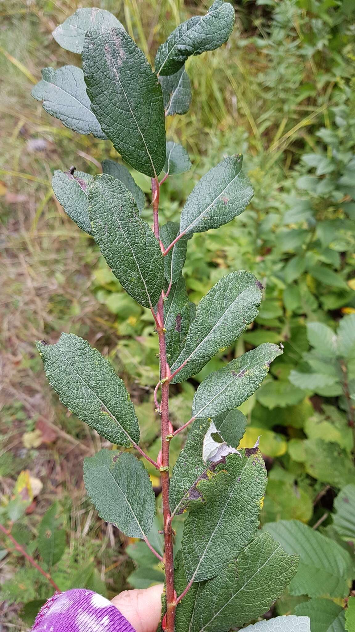 Plancia ëd Salix bebbiana Sarg.