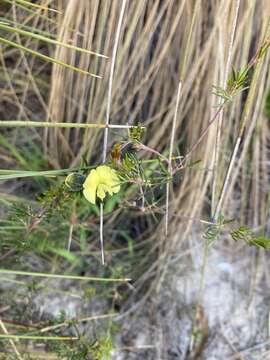 Plancia ëd Gompholobium tomentosum Labill.