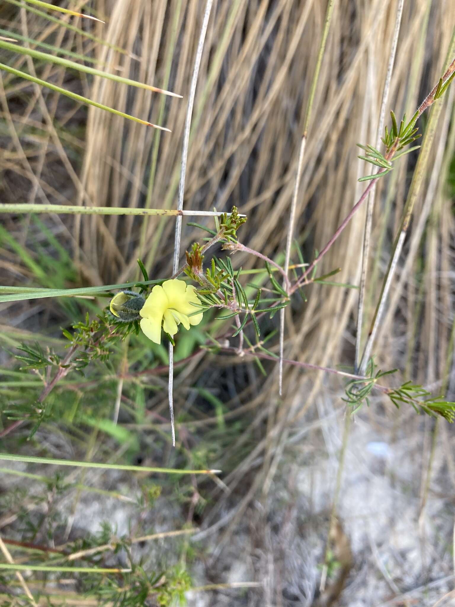 Слика од Gompholobium tomentosum Labill.