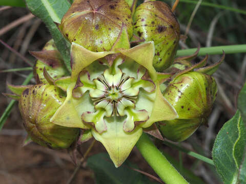 Image of Pachycarpus plicatus N. E. Br.