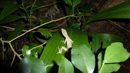 Sivun Anolis bicaorum (Köhler 1996) kuva