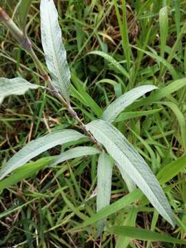 صورة Persicaria lanata (Roxb.) N. N. Tzvel.