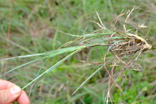 Image of Fan grass