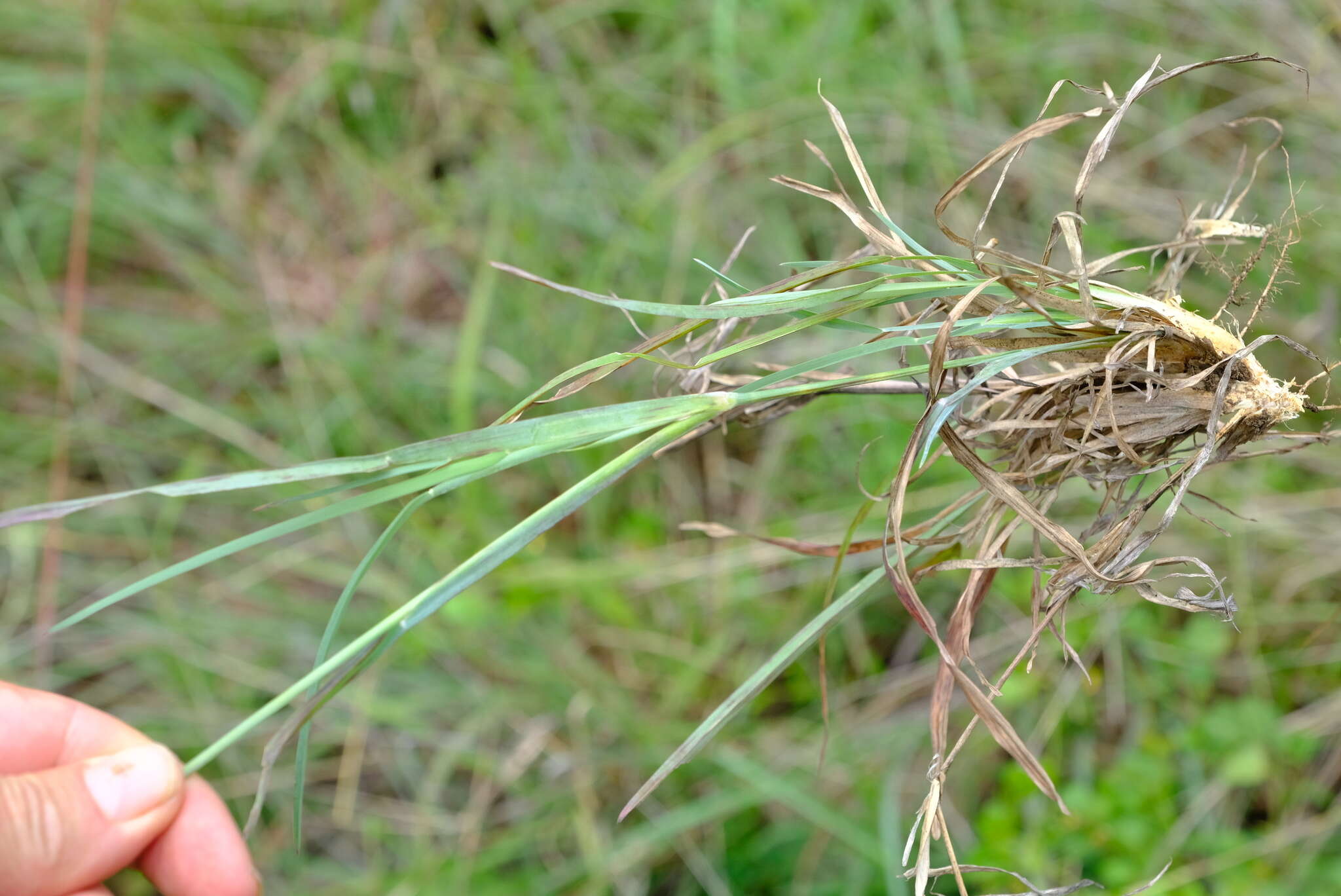 Image of Fan grass