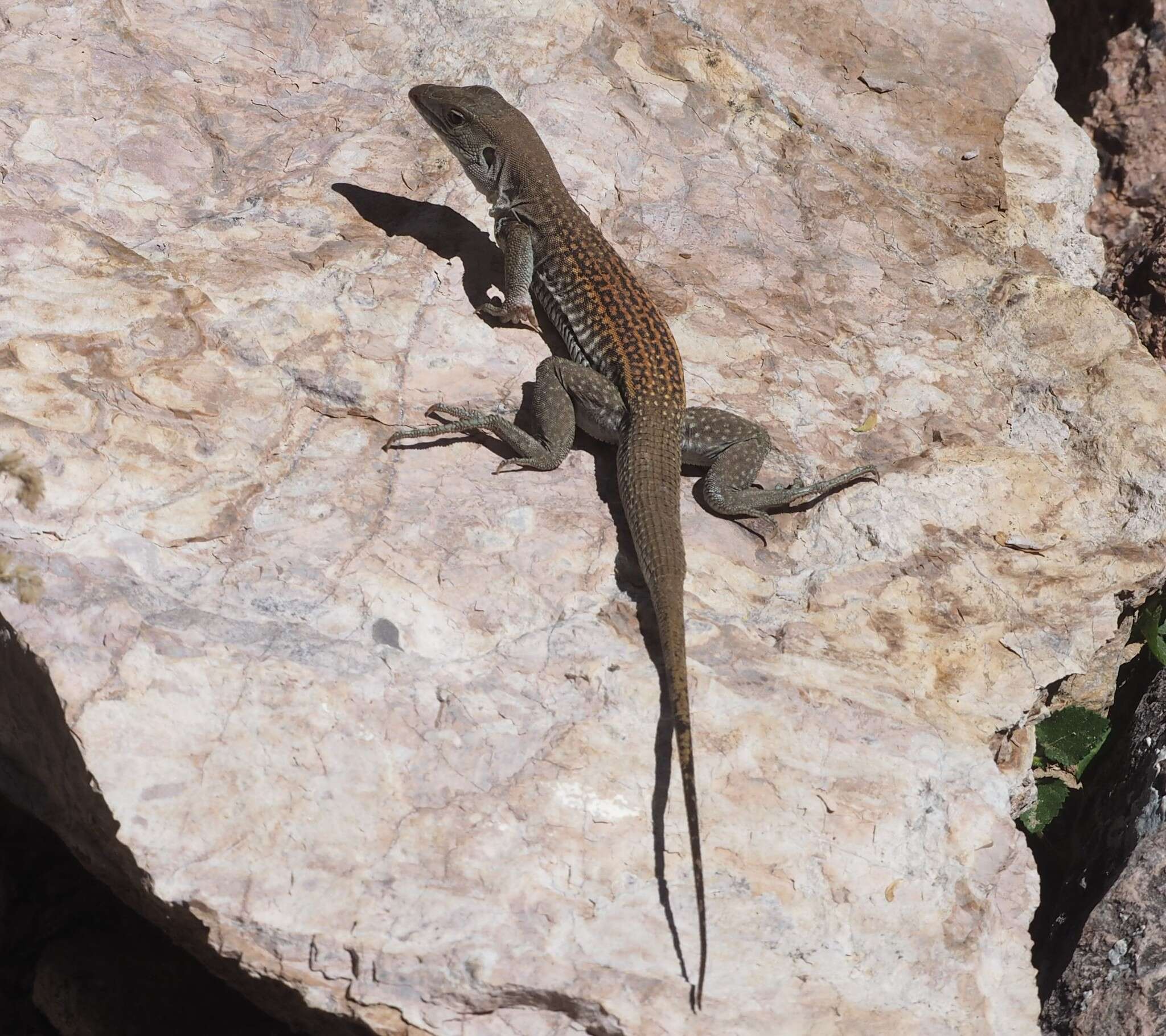 Sivun Aspidoscelis xanthonotus (Duellman & Lowe 1953) kuva