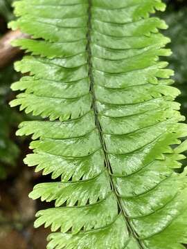 Image of Hymenasplenium cheilosorum (Kunze ex Mett.) Tag.