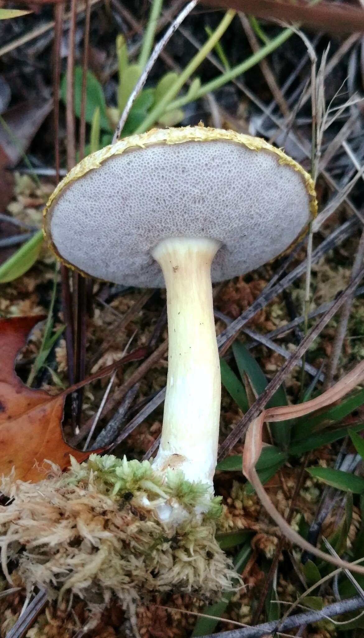 Слика од Veloporphyrellus