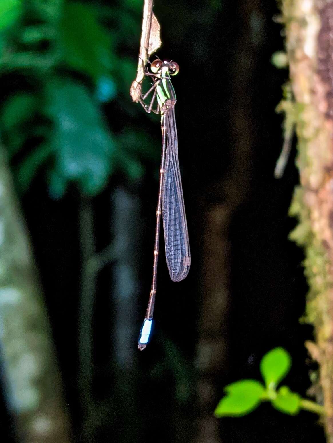 Image of Acanthagrion speculum Garrison 1985