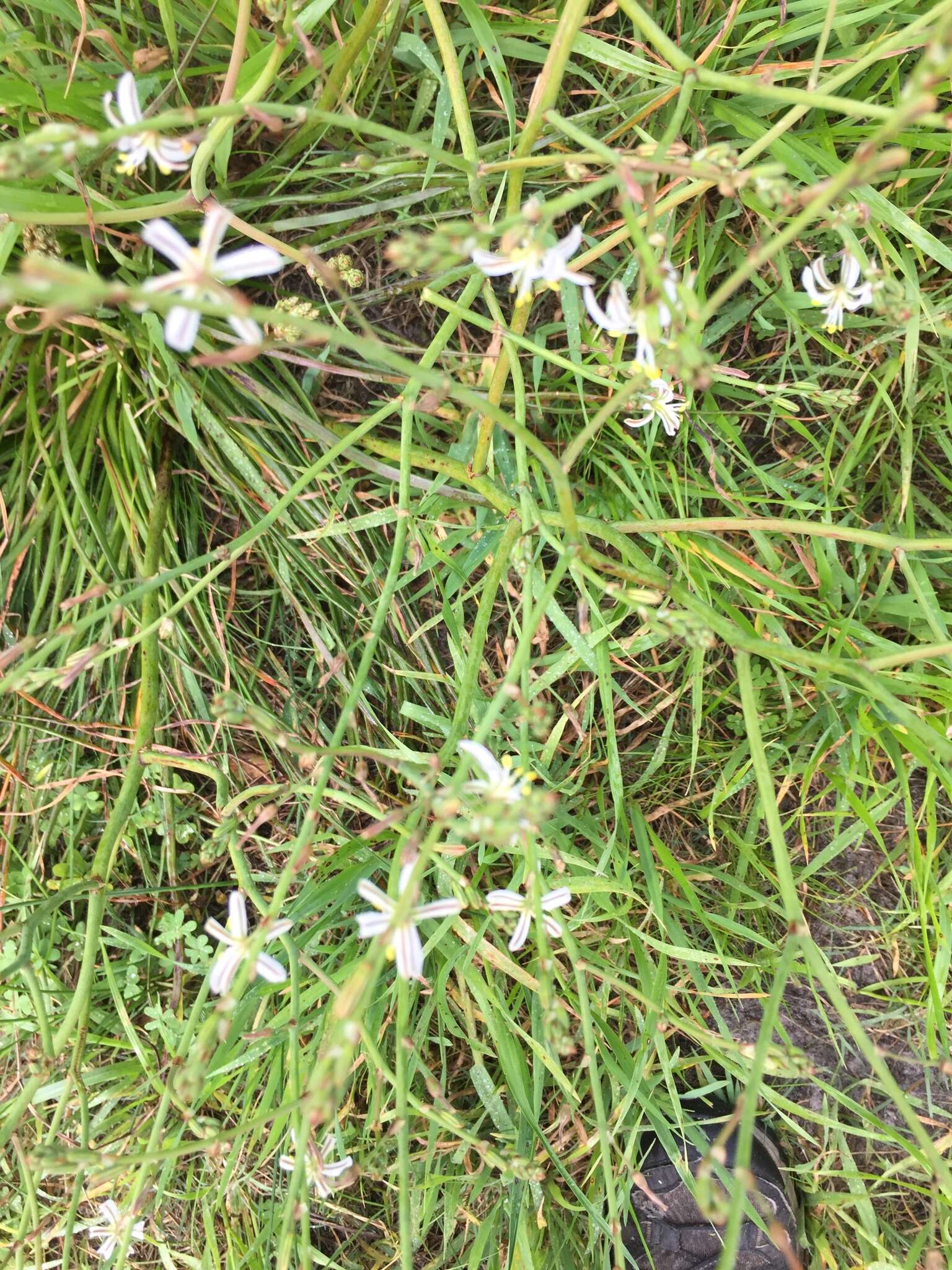 Image of Trachyandra filiformis (Aiton) Oberm.