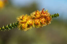 Image de Verticordia chrysostachys Meissn.