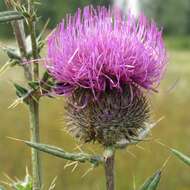 Слика од Cirsium decussatum Janka