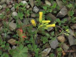 Image of Missouri bladderpod