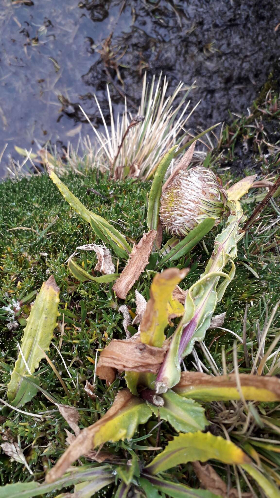 Image of Culcitium serratifolium Meyen & Walp.