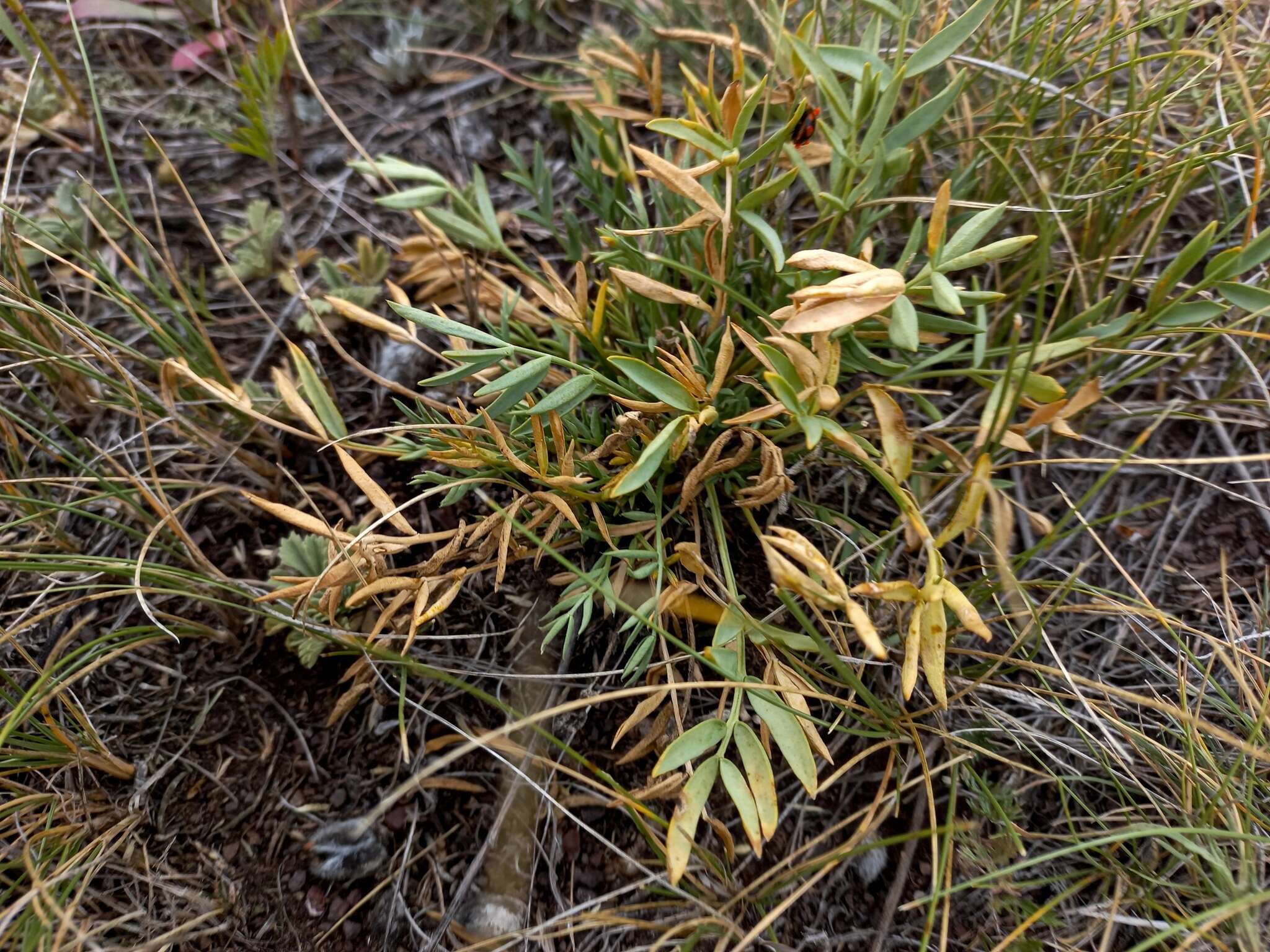 Image of Oxytropis nuda Basil.