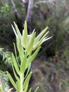 Image of Leucadendron uliginosum subsp. glabratum I. J. M Williams