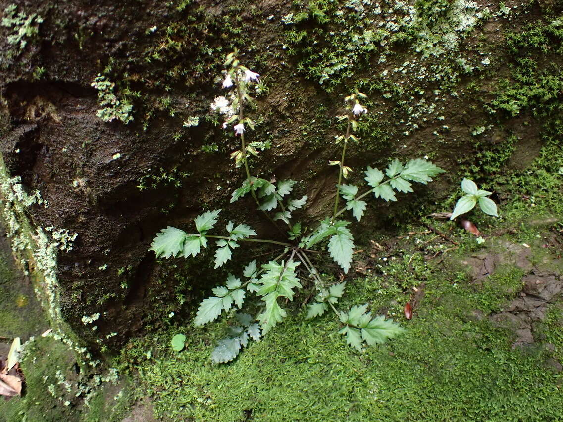 Image of Salvia hayatae Makino ex Hayata