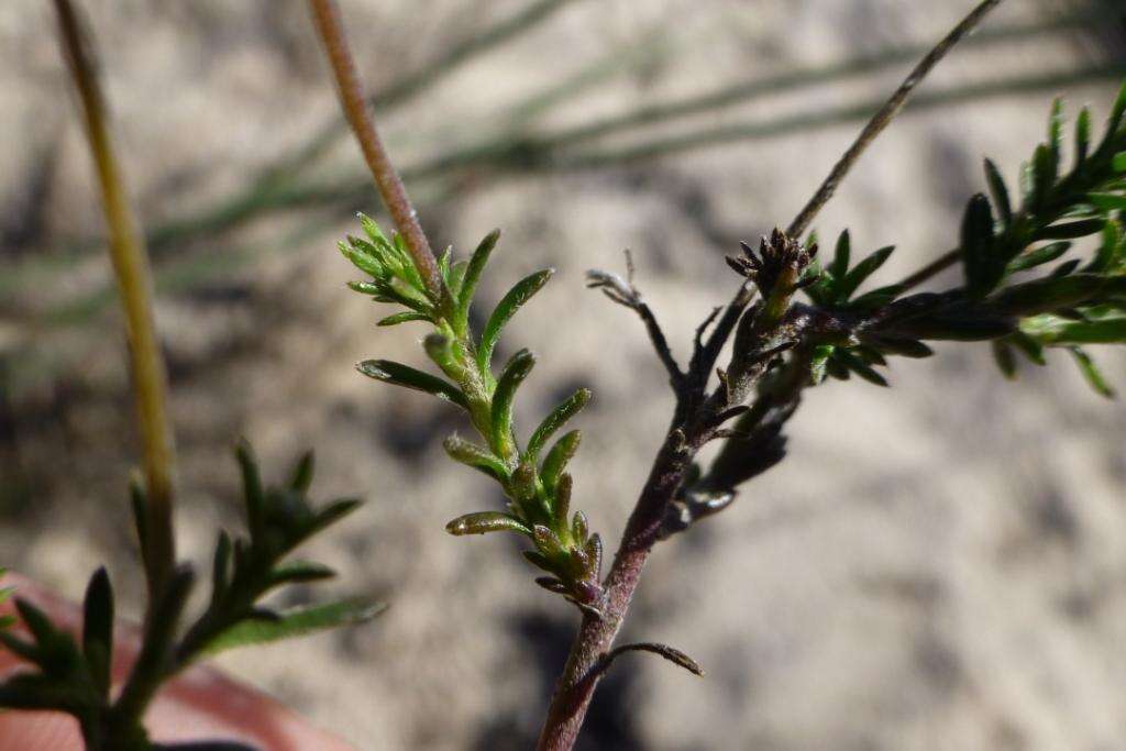 Felicia hyssopifolia subsp. hyssopifolia resmi