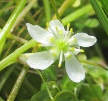 Image of Lobb's Water-Crowfoot