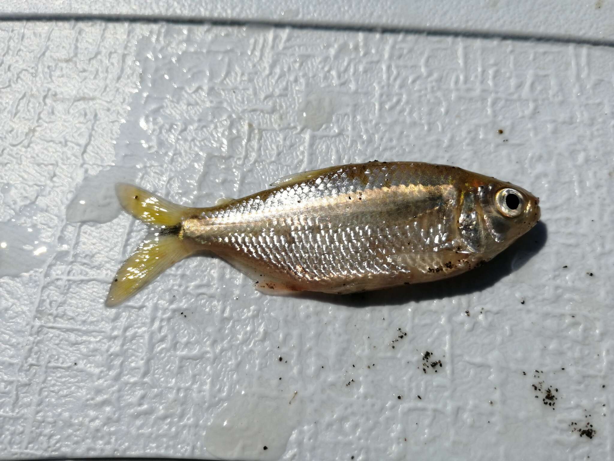 Image of Mexican Tetra