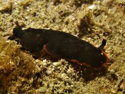 Image of Dendrodoris arborescens (Collingwood 1881)