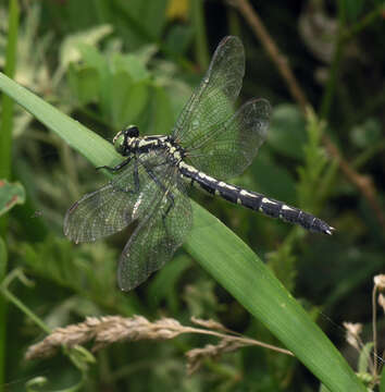 Image of Trigomphus citimus (Needham 1931)