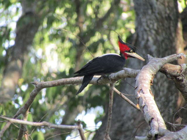 Image of Cream-backed Woodpecker