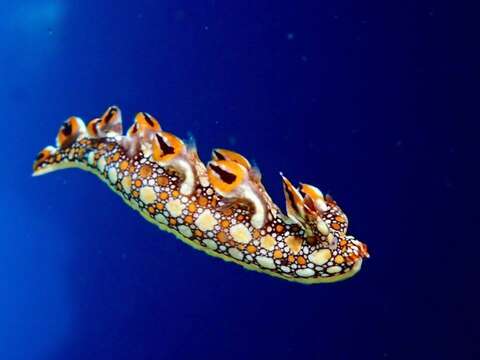 Image of Swimming nudibranch