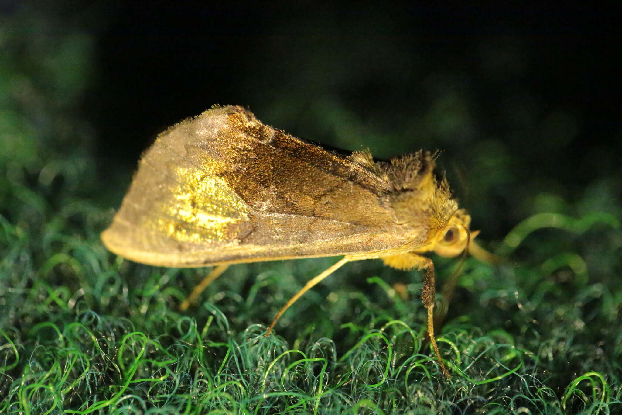 Image of scarce burnished brass